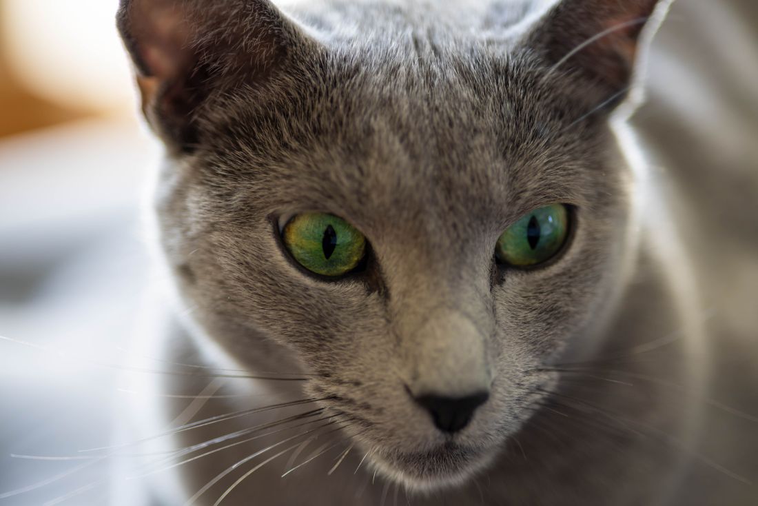 Kocie spojrzenie